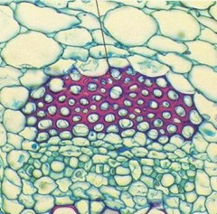 Biology Notes (HKAL): Support of plant